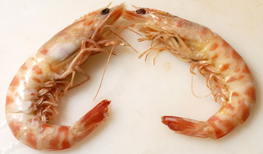 Langostino cocido