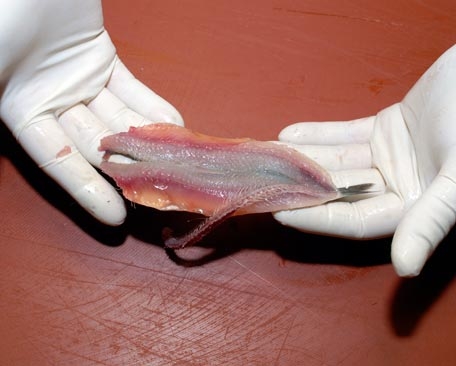 Preparación del boquerón en dos lomos