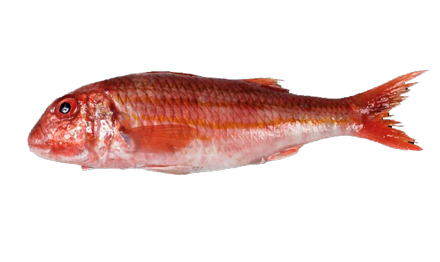 Salmonete