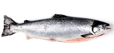 salmon ahumados paso 1