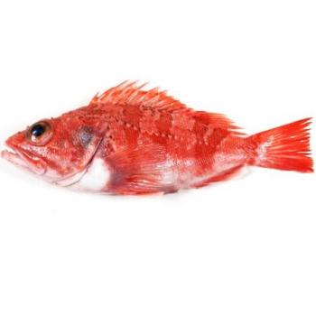 come el pez rojo pargo por la noche