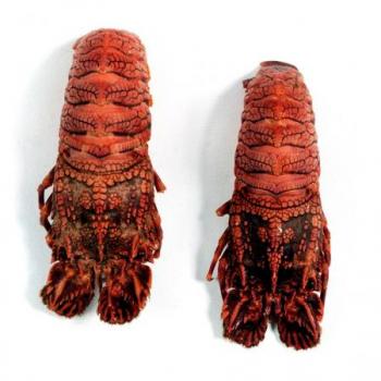 Santiaguino Mariscos Caracteristicas E Informacion