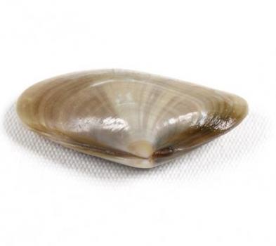 Coquina Mariscos Características E Información<script async src=