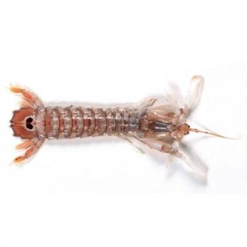 Galera Mariscos Caracteristicas E Informacion