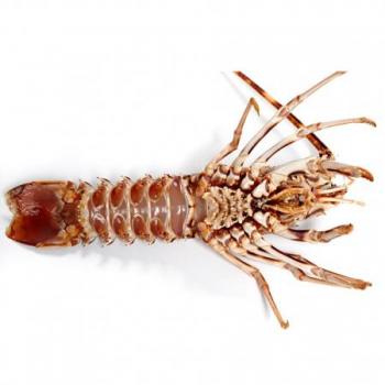 Langosta Mariscos Caracteristicas E Informacion