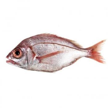 breca pescados caracter sticas e informaci n breca pescados caracter sticas e informaci n