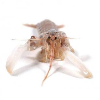 Galera Mariscos Caracteristicas E Informacion