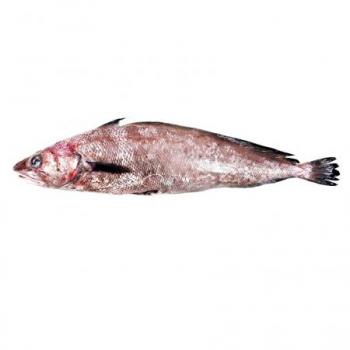 Brótola O Bertorella Pescados Características E Información