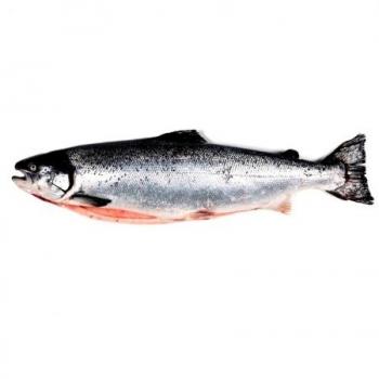 Salmón Pescados, características e información