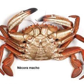 Nécora machos y hembras