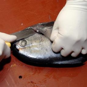 palometa limpia entera