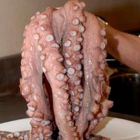 pulpo