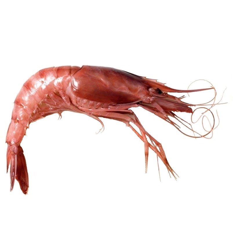 Gamba roja