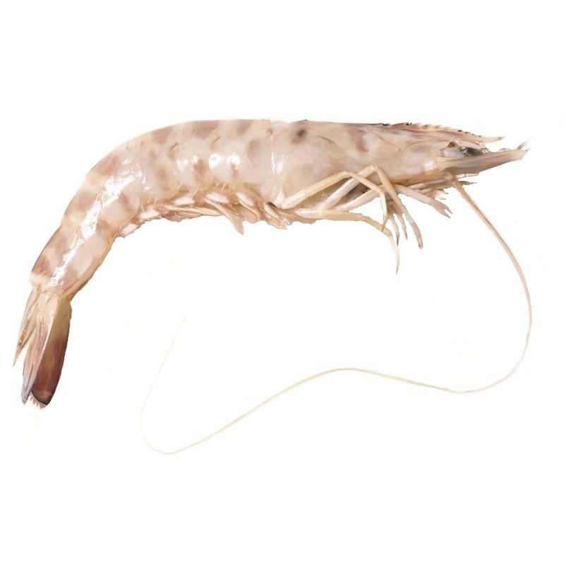 Langostino