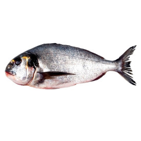 Dorada de estero (hasta 1,5 kg)