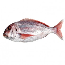 Pargo